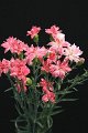 Dianthus caryophyllus Star Cherry